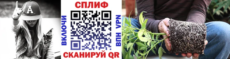 МАРИХУАНА планчик Ростов
